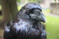 Raven clipart.jpg