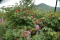 Raspberry Bush.jpg